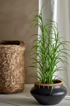 Bloomingville Grass Plante