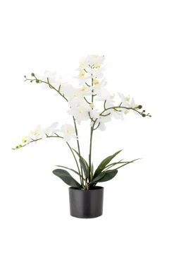 Bloomingville Orchid Plante