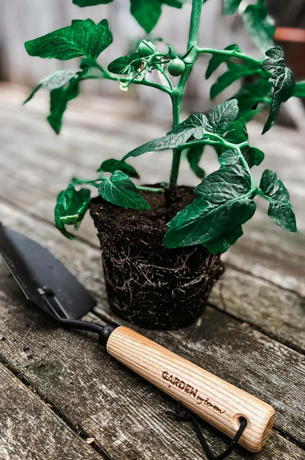 by Benson Plantespade