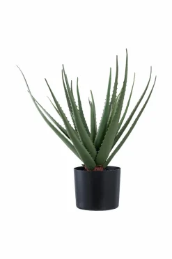 House Nordic Aloe vera