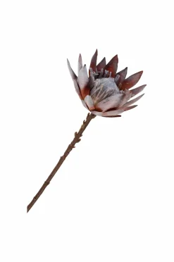 House Nordic Buket King Protea