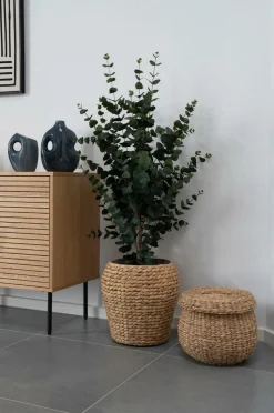 House Nordic Eukalyptustræ