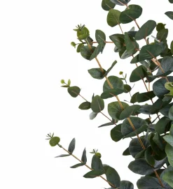 House Nordic Eukalyptustræ