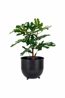 House Nordic Figentræ