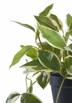 House Nordic Hoya Carnosa