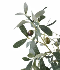 House Nordic Oliventræ