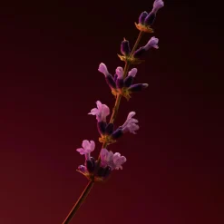 Hugo Boss The Scent Elixir Parfum