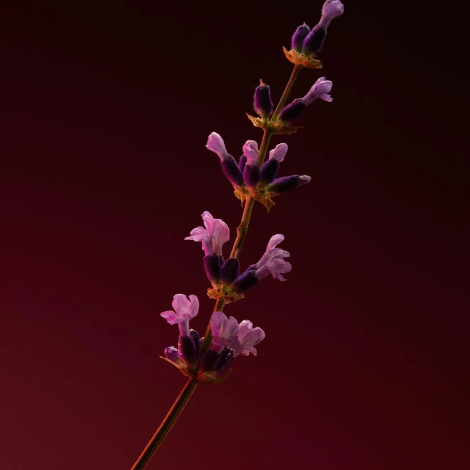 Hugo Boss The Scent Elixir Parfum