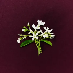 Marc Jacobs Perfect Absolute Edp