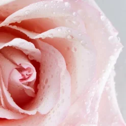 Nivea Rose Care Micellar Water 400 ml