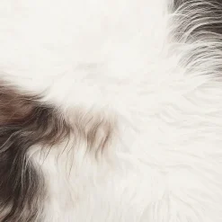 Skinnwille Fåreskind Molly